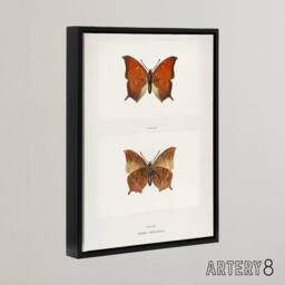 "Artery8 Tropical Leafwing Butterfly Sherman Denton Framed Canvas Wall Art in White - Size: W12"" x H16""" - thumbnail 2