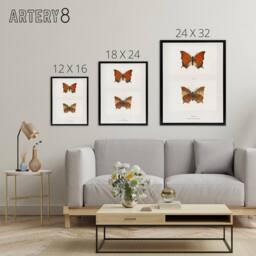 "Artery8 Tropical Leafwing Butterfly Sherman Denton Framed Canvas Wall Art in White - Size: W12"" x H16""" - thumbnail 4