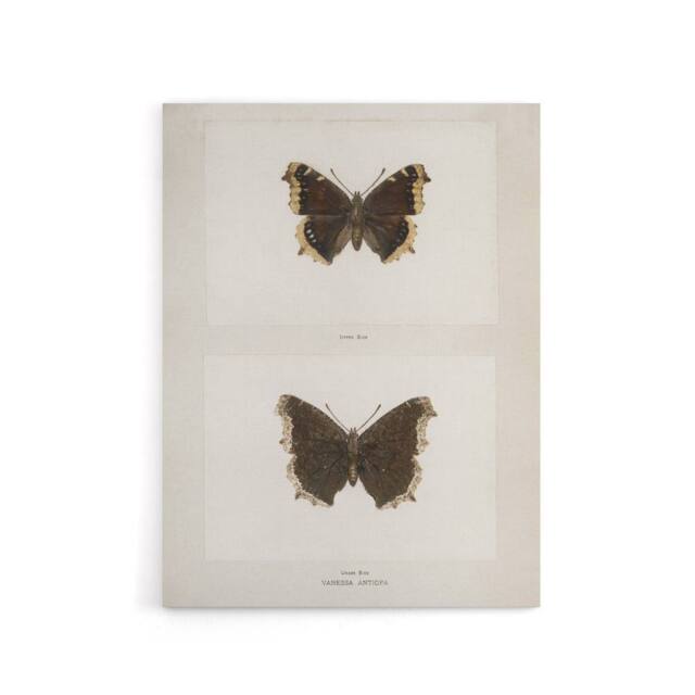 "Artery8 Mourning Cloak Butterfly Sherman Denton Canvas Wall Art Print in White - Size: W12"" x H16""" - image 1