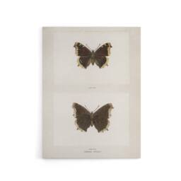 "Artery8 Mourning Cloak Butterfly Sherman Denton Canvas Wall Art Print in White - Size: W12"" x H16""" - thumbnail 1