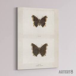 "Artery8 Mourning Cloak Butterfly Sherman Denton Canvas Wall Art Print in White - Size: W12"" x H16""" - thumbnail 2