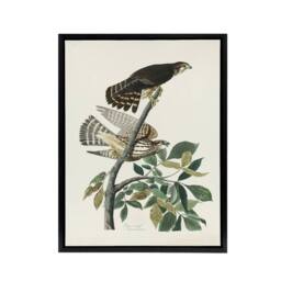 "Artery8 Birds of America Pigeon Hawk Audubon Nature Black Framed Canvas Art in White - Size: W12"" x H16""" - thumbnail 1