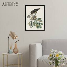 "Artery8 Birds of America Pigeon Hawk Audubon Nature Black Framed Canvas Art in White - Size: W12"" x H16""" - thumbnail 3
