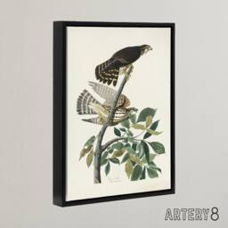 "Artery8 Birds of America Pigeon Hawk Audubon Nature Black Framed Canvas Art in White - Size: W12"" x H16""" - thumbnail 2