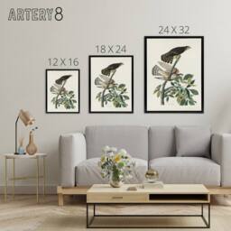 "Artery8 Birds of America Pigeon Hawk Audubon Nature Black Framed Canvas Art in White - Size: W12"" x H16""" - thumbnail 4