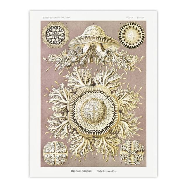 "Artery8 Jellyfish Discomedusae Vintage Haeckel Wall Art Print Poster in White - Size: W24"" x H32""" - image 1