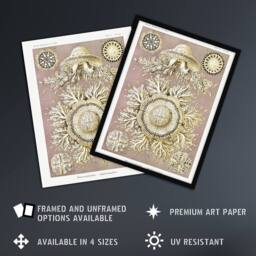"Artery8 Jellyfish Discomedusae Vintage Haeckel Wall Art Print Poster in White - Size: W24"" x H32""" - thumbnail 2