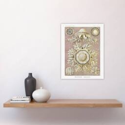 "Artery8 Jellyfish Discomedusae Vintage Haeckel Wall Art Print Poster in White - Size: W24"" x H32""" - thumbnail 4