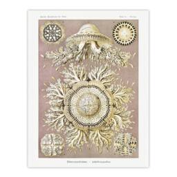 "Artery8 Jellyfish Discomedusae Vintage Haeckel Wall Art Print Poster in White - Size: W24"" x H32""" - thumbnail 1