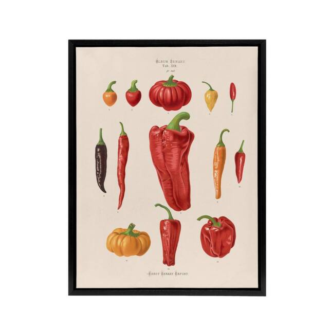 "Artery8 Capsicums & Chili Peppers Ernst Benary Framed Canvas Wall Art Print in White - Size: W12"" x H16""" - image 1
