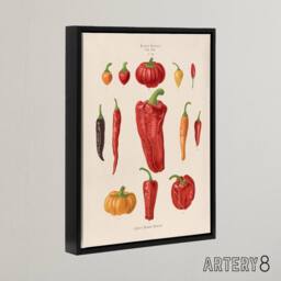 "Artery8 Capsicums & Chili Peppers Ernst Benary Framed Canvas Wall Art Print in White - Size: W12"" x H16""" - thumbnail 2