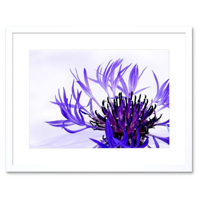 "Artery8 Wall Art Print Purple Flower Vibrant Framed in White - Size: W7"" x H9""" - image 1