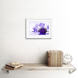 "Artery8 Wall Art Print Purple Flower Vibrant Framed in White - Size: W7"" x H9""" - thumbnail 2