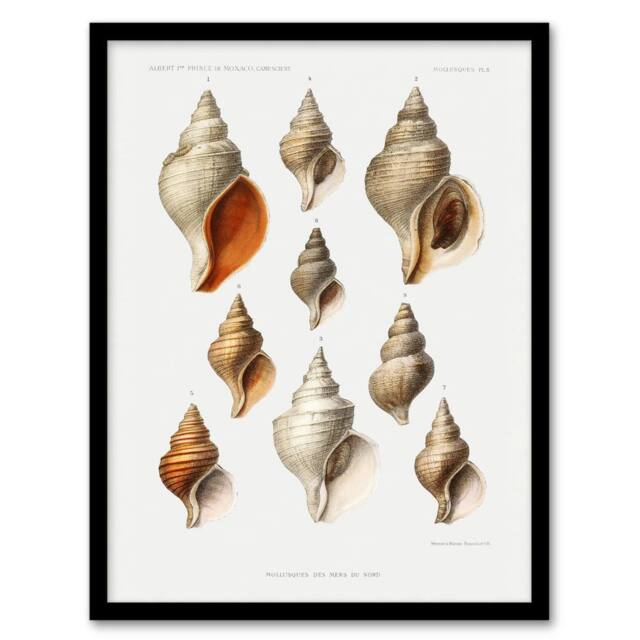 Artery8 Northern Sea Molluscs Species Albert I Framed Wall Art Print in White - Size: A4 - image 1
