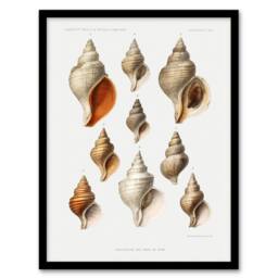Artery8 Northern Sea Molluscs Species Albert I Framed Wall Art Print in White - Size: A4 - thumbnail 1