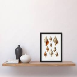 Artery8 Northern Sea Molluscs Species Albert I Framed Wall Art Print in White - Size: A4 - thumbnail 4