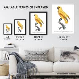 "Artery8 Lutino Senegal Parrot Francois Levaillant Framed Wall Art Print in White - Size: W12"" x H16""" - thumbnail 3