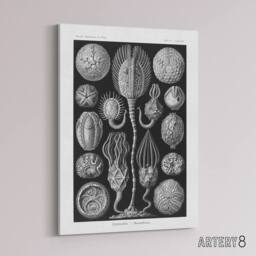 "Artery8 Cystoidea Pouch Stars Marine Life Haeckel Canvas Wall Art in Black - Size: W18"" x H24""" - thumbnail 2