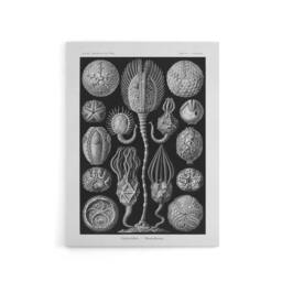 "Artery8 Cystoidea Pouch Stars Marine Life Haeckel Canvas Wall Art in Black - Size: W18"" x H24""" - thumbnail 1