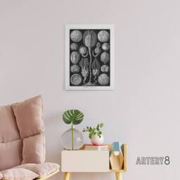 "Artery8 Cystoidea Pouch Stars Marine Life Haeckel Canvas Wall Art in Black - Size: W18"" x H24""" - thumbnail 3