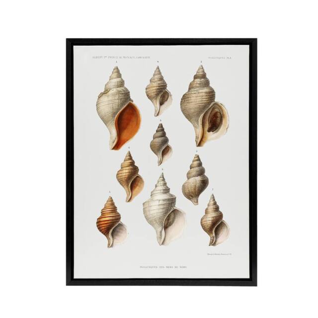 "Artery8 Northern Sea Molluscs Species Albert I Framed Canvas Wall Art Print in White - Size: W18"" x H24""" - image 1