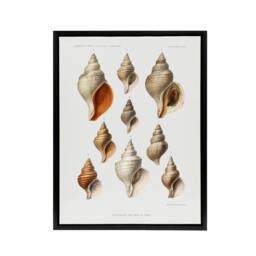 "Artery8 Northern Sea Molluscs Species Albert I Framed Canvas Wall Art Print in White - Size: W18"" x H24""" - thumbnail 1