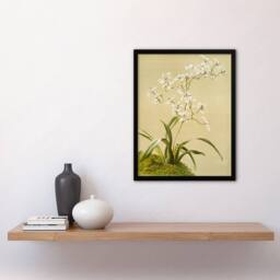 Artery8 Frederick Sander Odontoglossum Ramosissimum Orchid Framed Art Print - Size: A4 - thumbnail 4