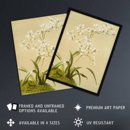 Artery8 Frederick Sander Odontoglossum Ramosissimum Orchid Framed Art Print - Size: A4 - thumbnail 2
