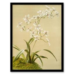 Artery8 Frederick Sander Odontoglossum Ramosissimum Orchid Framed Art Print - Size: A4 - thumbnail 1