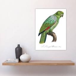 "Artery8 The Southern Mealy Amazon Parrot Levaillant Wall Art Poster Print in White - Size: W12"" x H16""" - thumbnail 4