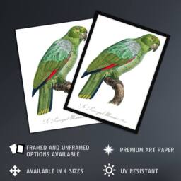 "Artery8 The Southern Mealy Amazon Parrot Levaillant Wall Art Poster Print in White - Size: W12"" x H16""" - thumbnail 2