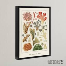 "Artery8 Great Barrier Reef of Australia Corals Kent Framed Canvas Wall Art in White - Size: W12"" x H16""" - thumbnail 2
