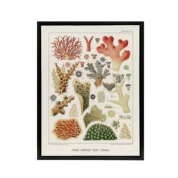 "Artery8 Great Barrier Reef of Australia Corals Kent Framed Canvas Wall Art in White - Size: W12"" x H16""" - thumbnail 1