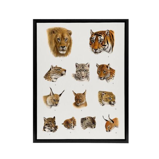 "Artery8 Wild Animal Safari Big Cats Illustration Lydekker Framed Canvas Art in White - Size: W12"" x H16""" - image 1
