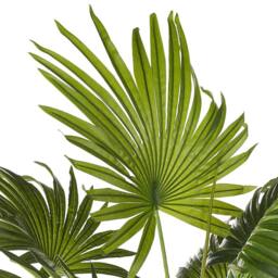 Wyld and Coco Artificial Potted Fan Palm 100 cm Green and Black - thumbnail 6