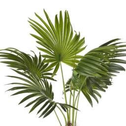 Wyld and Coco Artificial Potted Fan Palm 100 cm Green and Black - thumbnail 3