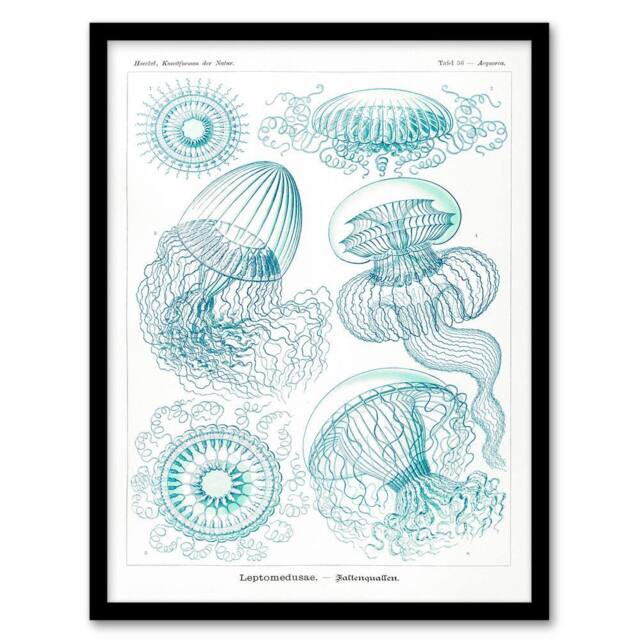 Artery8 Ernst Haeckel Framed Wall Art Aequoreidae Jellyfish Marine Life Species in White - Size: A4 - image 1
