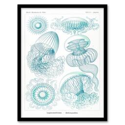 Artery8 Ernst Haeckel Framed Wall Art Aequoreidae Jellyfish Marine Life Species in White - Size: A4 - thumbnail 1