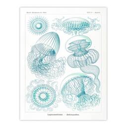 Artery8 Ernst Haeckel Framed Wall Art Aequoreidae Jellyfish Marine Life Species in White - Size: A4 - thumbnail 3