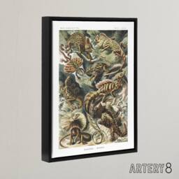 "Artery8 Lacertilia Reptile Lizard Species Haeckel Black Framed Canvas Wall Art - Size: W12"" x H16""" - thumbnail 2