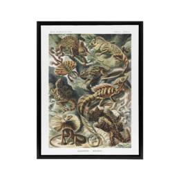 "Artery8 Lacertilia Reptile Lizard Species Haeckel Black Framed Canvas Wall Art - Size: W12"" x H16""" - thumbnail 1