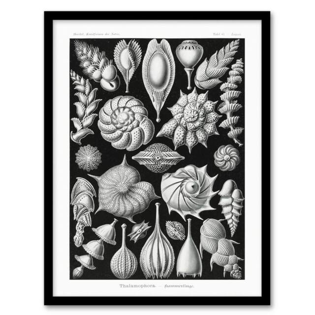 Artery8 Thalamophora Forams Shells Haeckel Botanical Framed Wall Art Print in Black - Size: A4 - image 1