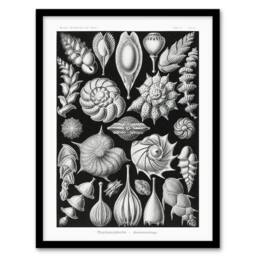 Artery8 Thalamophora Forams Shells Haeckel Botanical Framed Wall Art Print in Black - Size: A4 - thumbnail 1