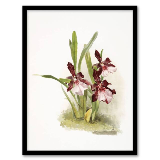 Artery8 Frederick Sander Miltonia Moreliana Orchid Flowers Framed Art Print - Size: A4 - image 1