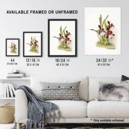 Artery8 Frederick Sander Miltonia Moreliana Orchid Flowers Framed Art Print - Size: A4 - thumbnail 3