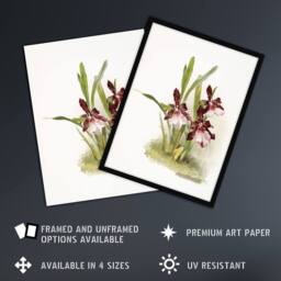 Artery8 Frederick Sander Miltonia Moreliana Orchid Flowers Framed Art Print - Size: A4 - thumbnail 2