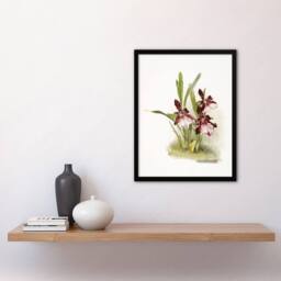 Artery8 Frederick Sander Miltonia Moreliana Orchid Flowers Framed Art Print - Size: A4 - thumbnail 4