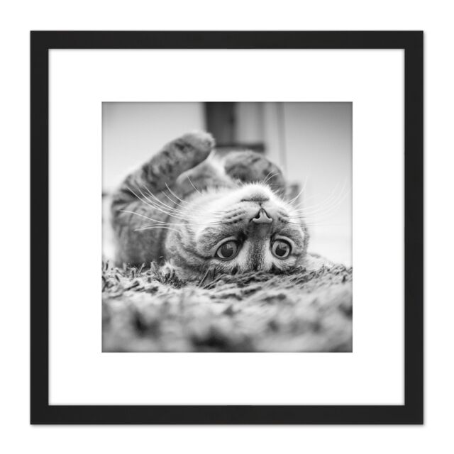 Artery8 Cat Kitten Lying Upside Down Carpet Black White Photo 8X8 Inch Square Wooden Framed Wall Art Print Picture with Mount - image 1