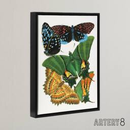 "Artery8 Vintage Vibrant Butterflies Papillons Framed Canvas Wall Art Print Seguy - Size: W18"" x H24""" - thumbnail 2