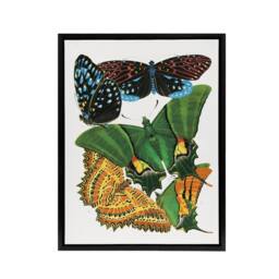 "Artery8 Vintage Vibrant Butterflies Papillons Framed Canvas Wall Art Print Seguy - Size: W18"" x H24""" - thumbnail 1